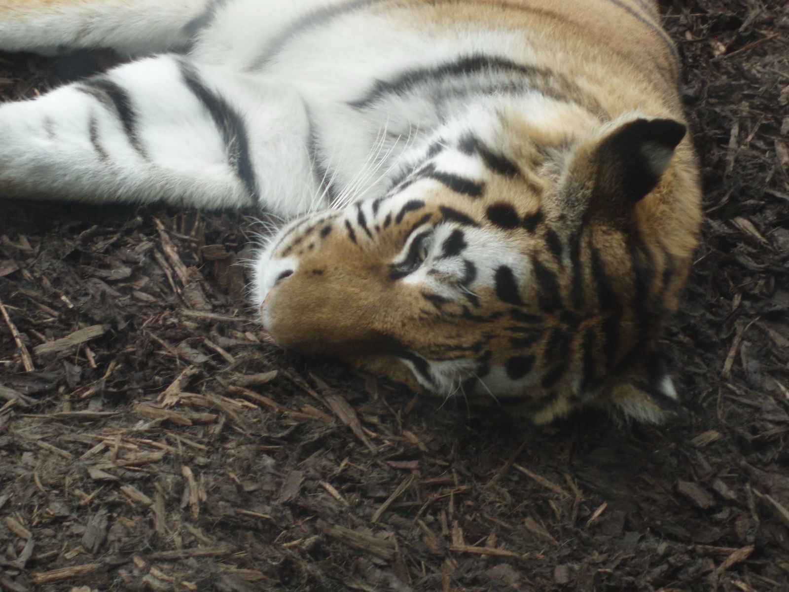 Relaxed Tiger